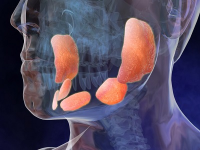 УЗИ слюнных желез